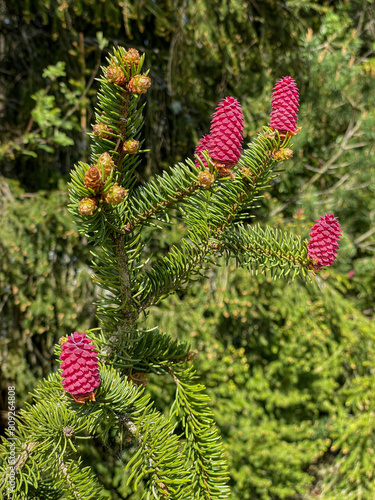 Female flowers on a fir tree