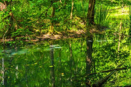 Steele Creek Lake with green tree reflections in Bristol Tennessee