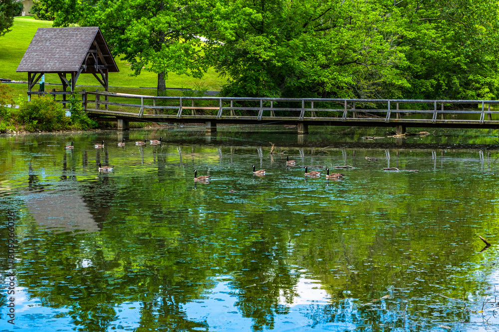 Waterfowl abound in amid reflections of forest and wooden bridge in park in Bristol Tennessee.