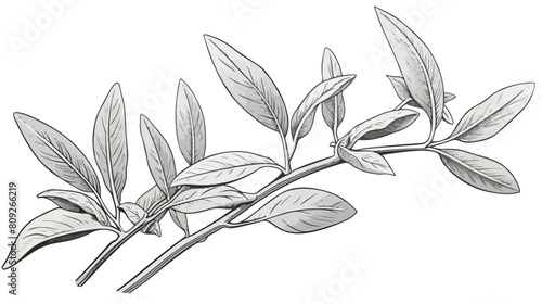 Sage leaf vector illustration isolated on white bac photo