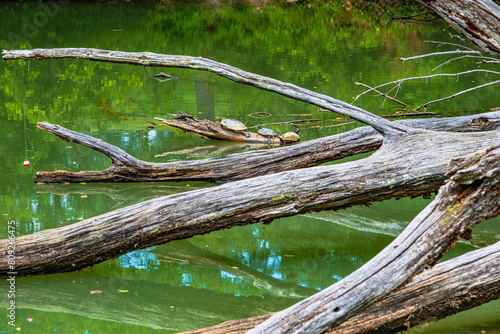 Multiple turtles sunning on floating branch in Steele Creek Lake in Tennessee. photo