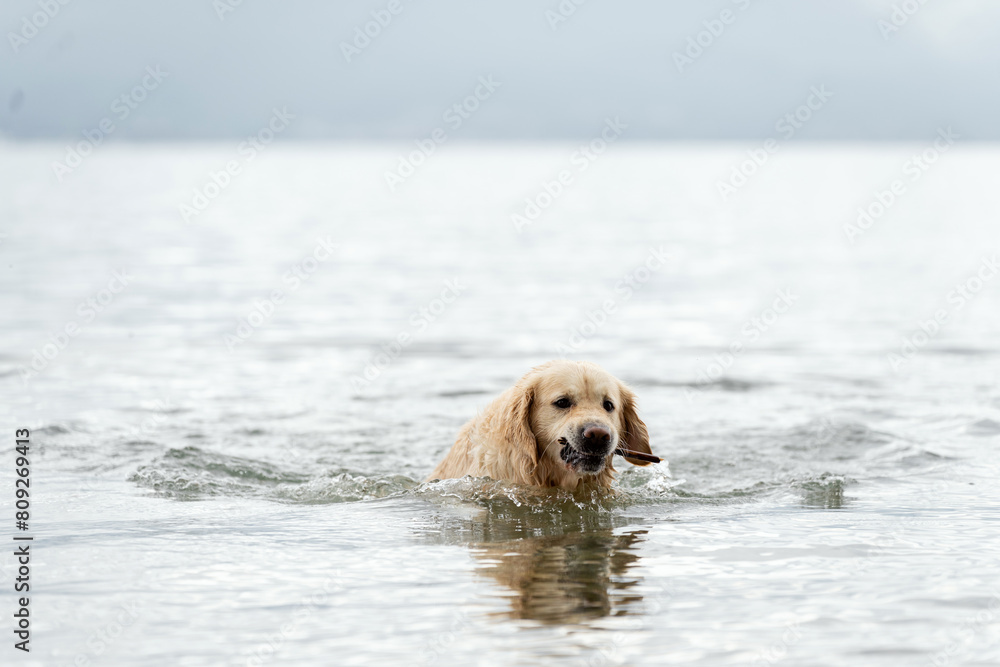 golden retriever in the water