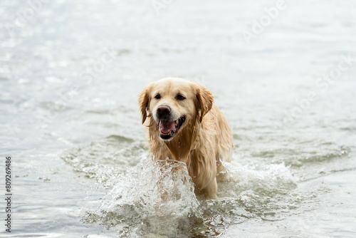 Portrait of swimming golden retriever dog