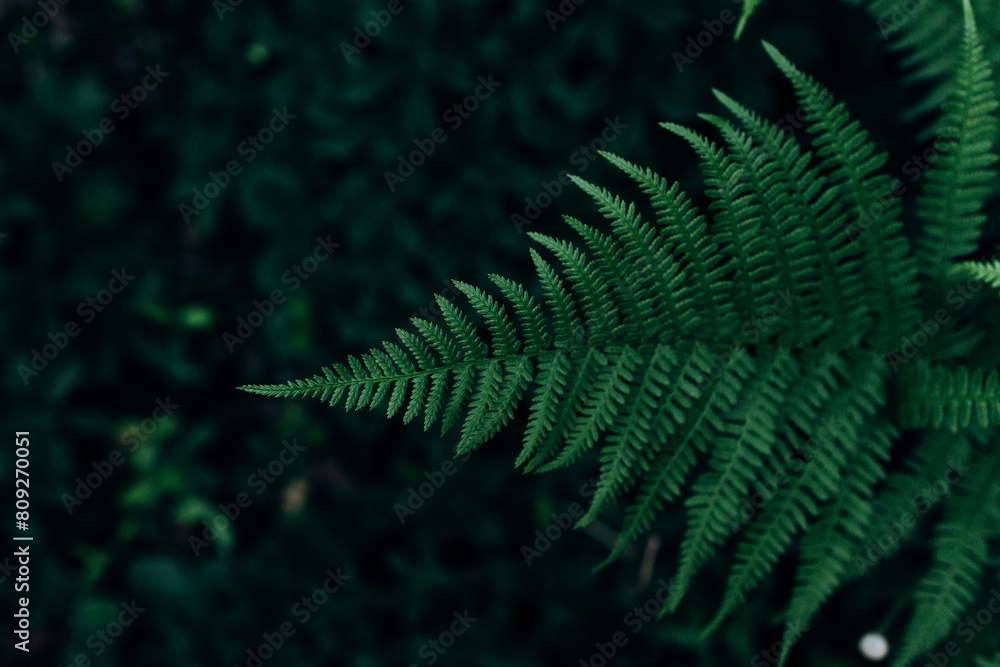 Close up fern leaf on the dark background