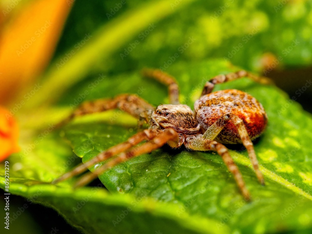 Naklejka premium Cheiracanthium inclusum, alternately known as the black-footed yellow sac spider. Macro closeup tiny spider