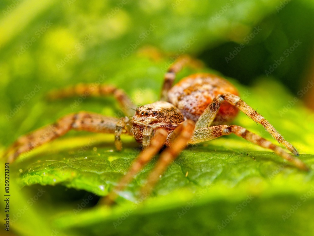 Cheiracanthium inclusum, alternately known as the black-footed yellow sac spider. Macro closeup tiny spider Cheiracanthium inclusum, alternately known as the black-footed yellow sac spider. Macro closeup tiny spider