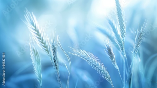 The abstract soft focus of cool blue lighting softness Feather Grass background. photo