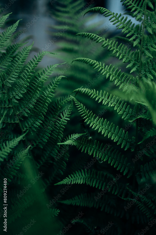 green fern leaves green fern leaves