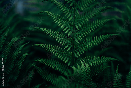 Wallpaper Mural Green fern leaf close-up Torontodigital.ca