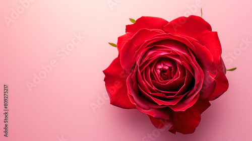 Single red Rose Blossom