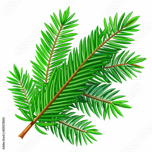Spruce branch winter. Green fir. Realistic Christmas tree llustration for Xmas cards, New year party posters isolated.