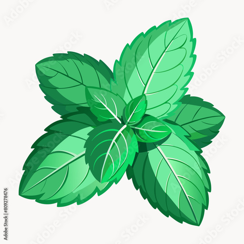 Fresh Mint leaf, Mint leaves