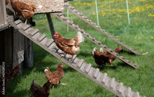 Keeping chickens on greenfield sites. A chicken climbs up a chicken ladder to the shelter. Other chickens run around in the meadow.