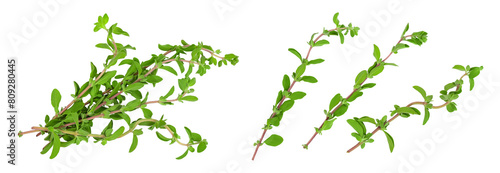 Oregano or marjoram leaves isolated on white background with full depth of field. Top view. Flat lay