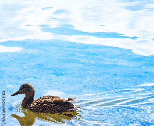 Duck Happily Swimming in Cool Refreshing Blue Lake Water