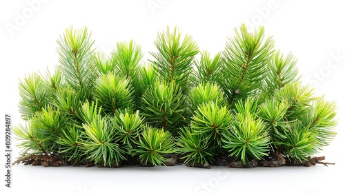 A close-up image of a cluster of pine seedlings against a white background. The seedlings are different shades of green and have long  thin needles.