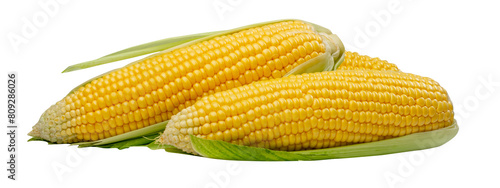 Sweet corn ears isolated. Maize cob cut, autumn sweetcorn, corncob, yellow corn ear on white