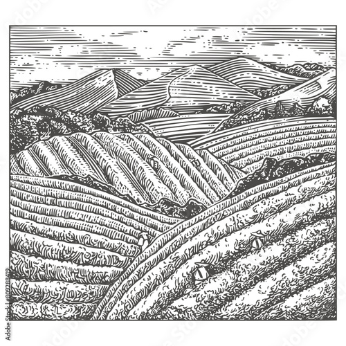 Tea plantations . Sketch. Engraving style. Vector illustration.
