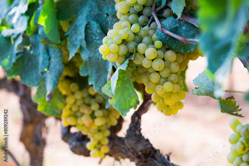 Image of juicy grapes bunches in sunny day waiting for harvesting photo