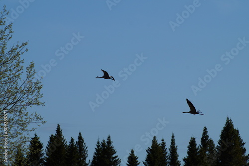 Kranich Kraniche common crane fliegend in der Luft