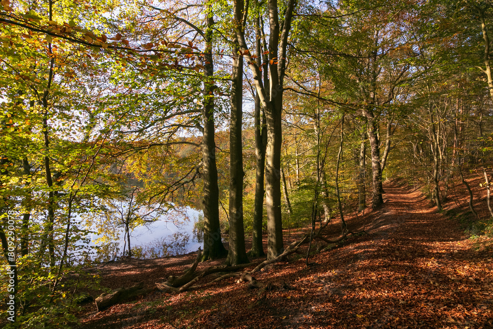 Herbstfarben im Buchenwald am Schieren See. Herbstfarben im Buchenwald am Schieren See.