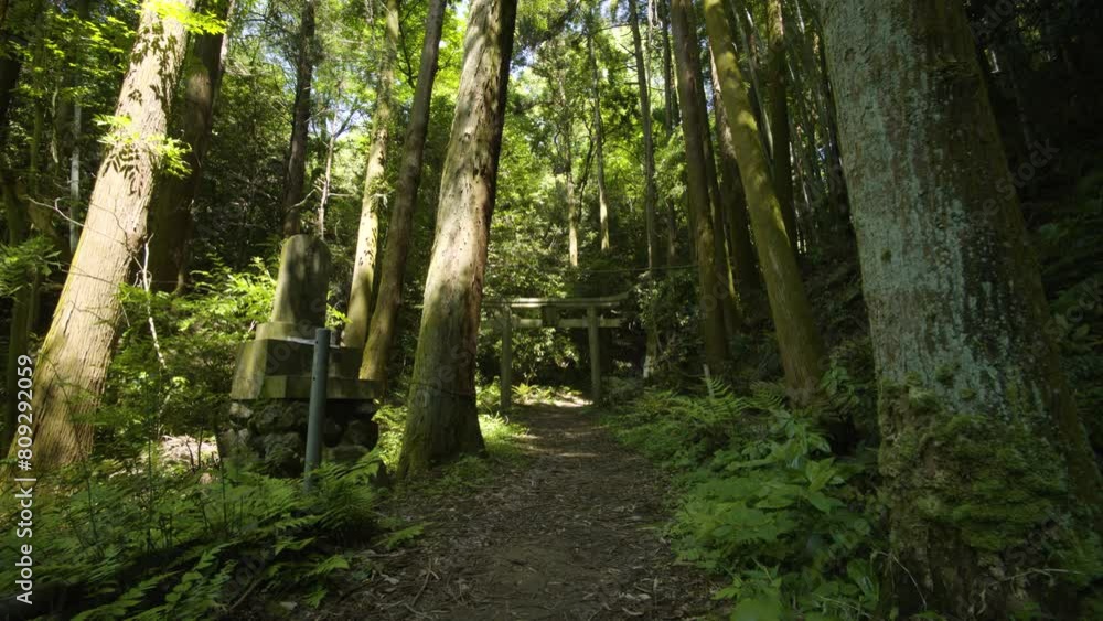 森の中の神社 森の中の神社
