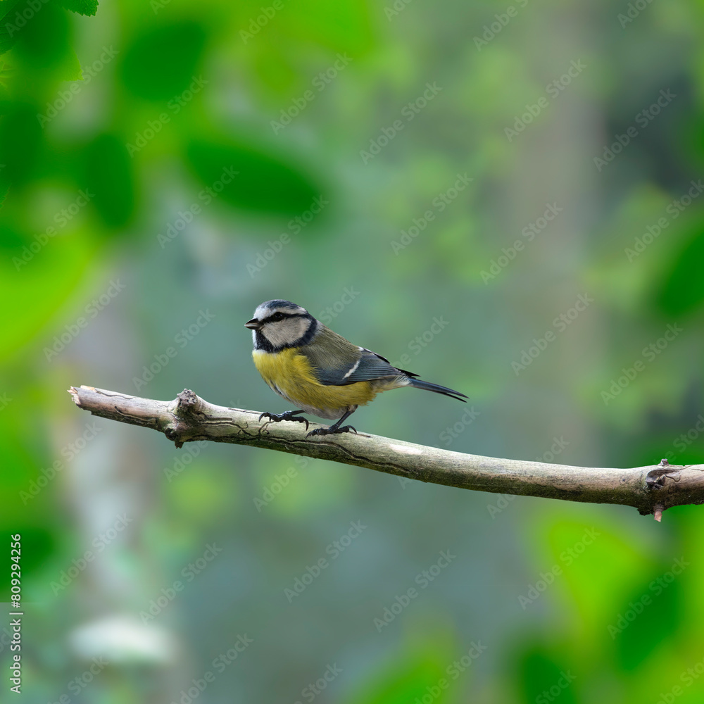 Eurasian blue tit (Cyanistes caeruleus) perched on a branch Eurasian blue tit (Cyanistes caeruleus) perched on a branch