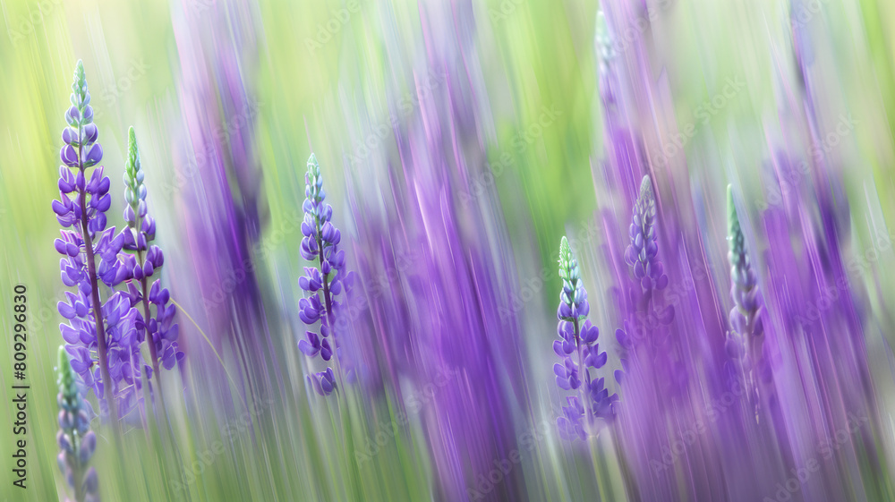 Naklejka premium Streaks of Purple Lupins Abstracted in a Field