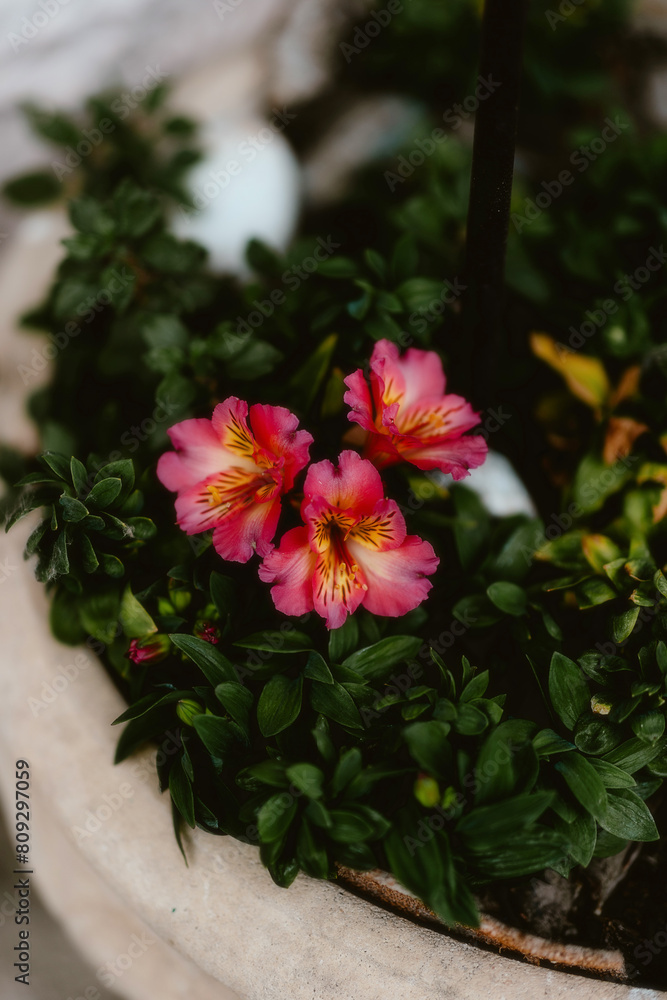 flowers in the garden