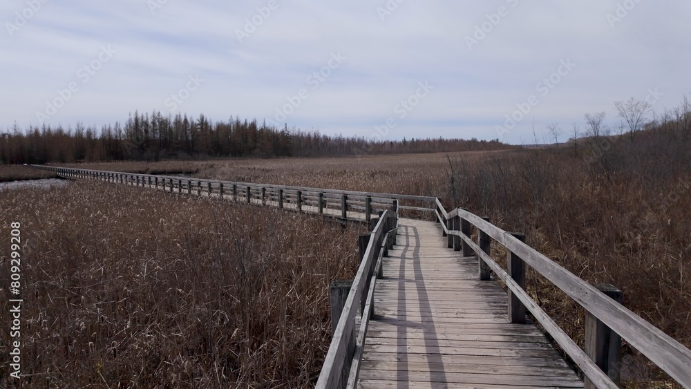 Mer Bleue National conservation area near Ottawa CANADA