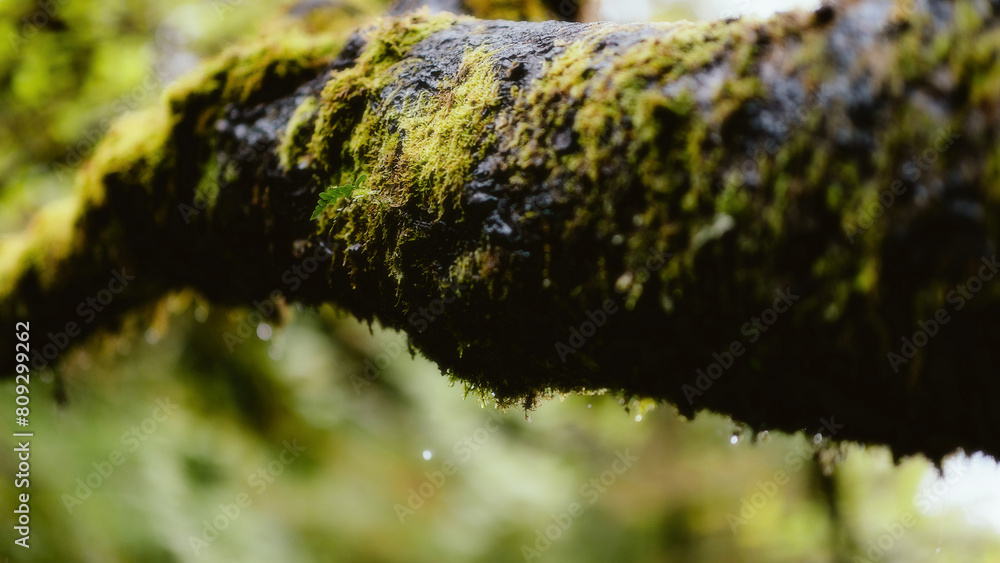 moss on tree moss on tree