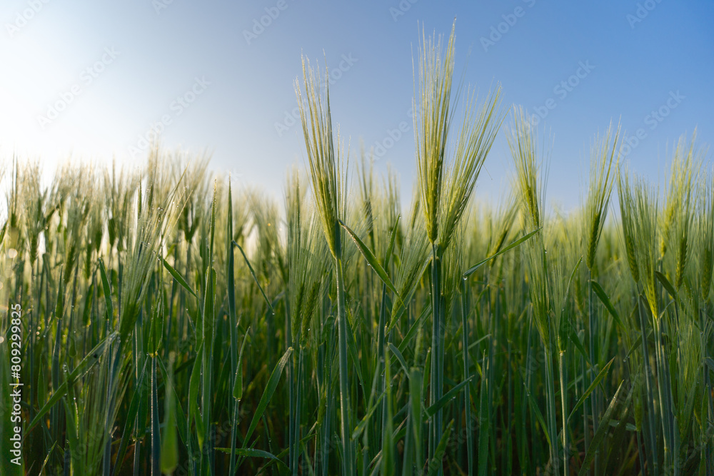 Fresh Morning Dew on Young Green Wheat Fresh Morning Dew on Young Green Wheat