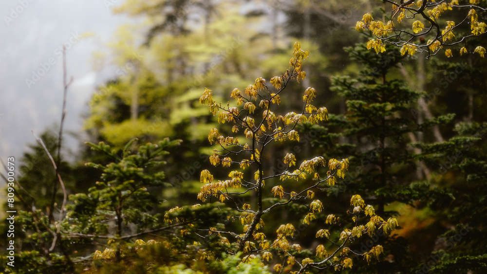 Yellow leaves on a tree in the mountains