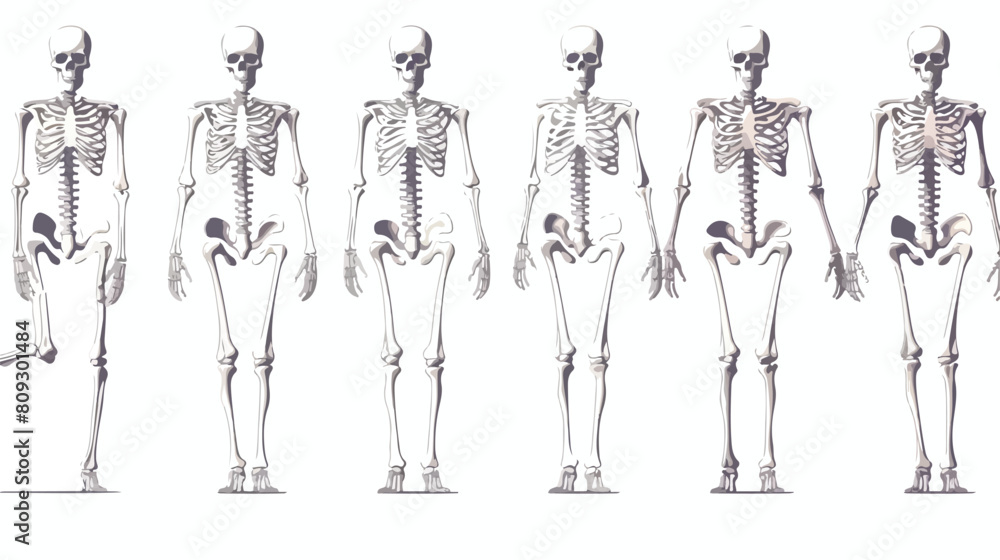 Set of white human skeletons - collection of medica