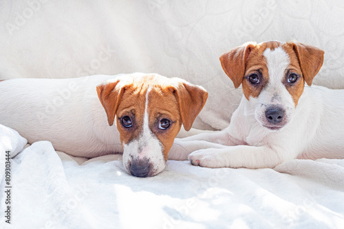 little Jack Russell terrier puppies lie on the sofa next to each other. Caring for puppies