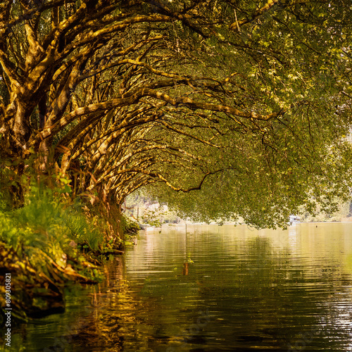 Baum Alle am Baldeneysee