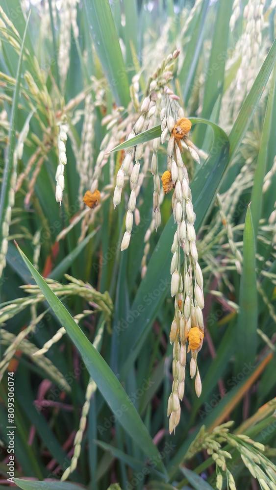 Sand-sifting SFungus (Ustilago sp.) infection in rice. Rice disease caused by fungi. Selective focus image Sand-sifting SFungus (Ustilago sp.) infection in rice. Rice disease caused by fungi. Selective focus image