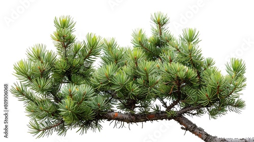 Enhance the quality of this photo of a pine branch to make it look more realistic. Make the colors more vibrant and the details more visible.