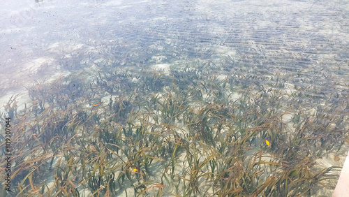 Seagrass community in Pramuka Island, Jakarta. The species is Enhalus acoroides. Selective focus image photo