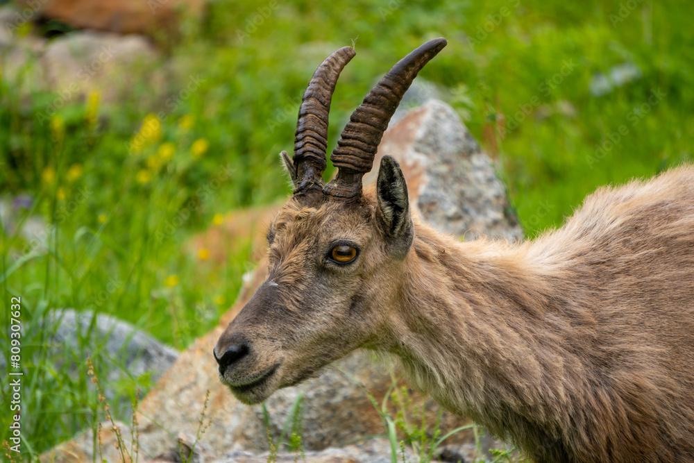 Ibex among the rocks. Maritime Alps Natural Park, ibexes graze the grass around a mountain lake near Entracque, Piedmont, Cuneo, Italy.