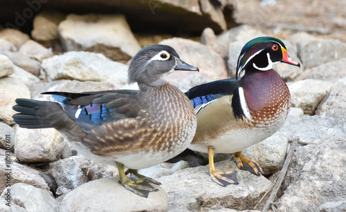 Male and female caroline duck ( wood duck ) standing on rock