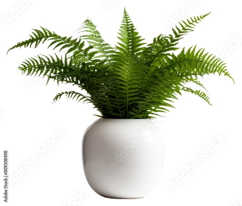 PNG Boston fern plant houseplant vase