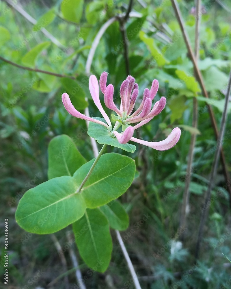 Honeysuckle flower Honeysuckle flower