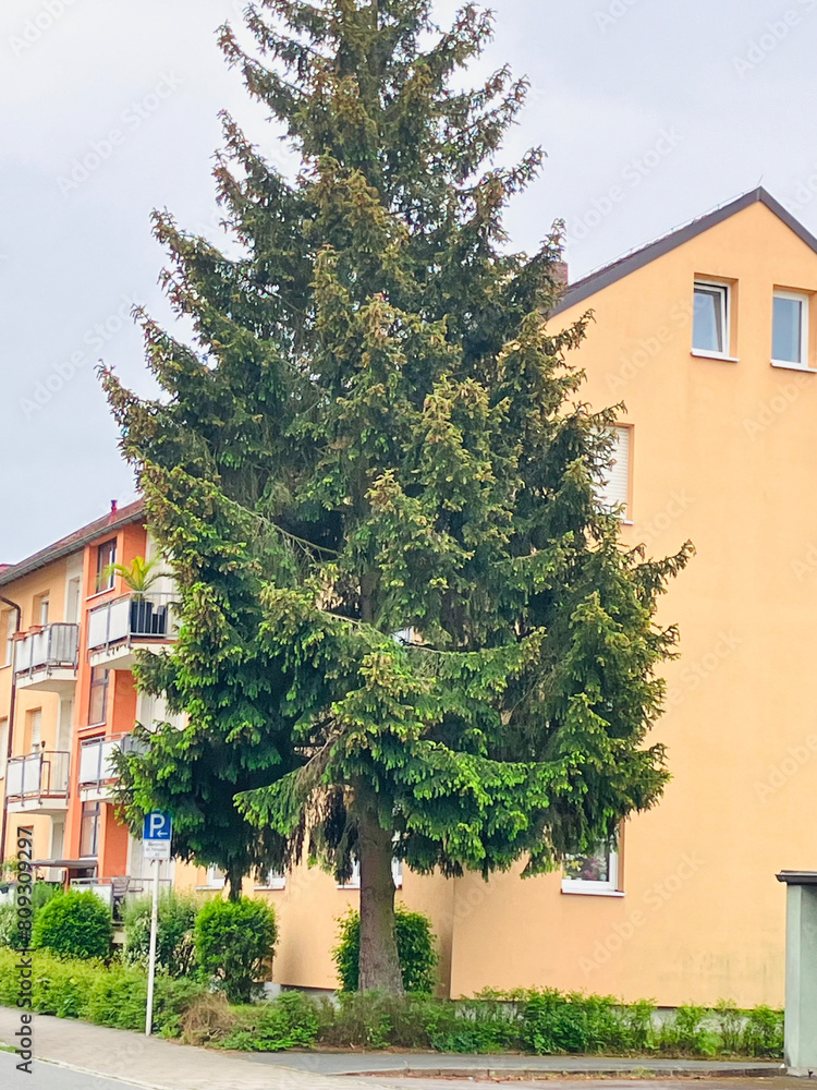 TREE TREE