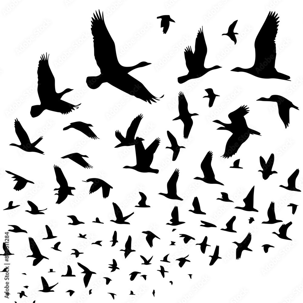 vector set of flying bird silhouettes