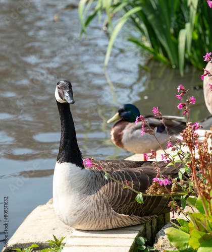 Stunning Canada goose at the edge of the lake, photographed in spring at Pinner Memorial Park, green flag park in Pinner, Middlesex, UK. The park attracts a variety of wildlife. photo