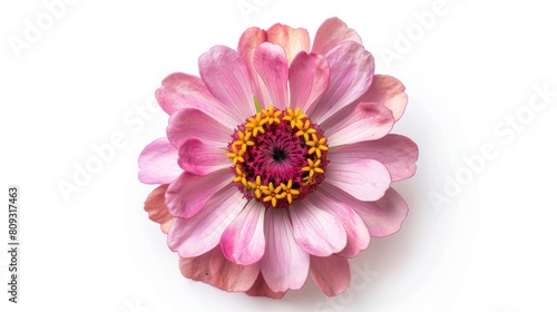 Zinnia violacea Cav flower seen from above on a white background with clipping path photo