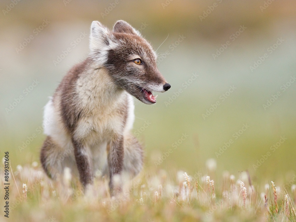 Arctic fox (alopex lagopus), sitting in blooming meadow, Dovrefjell, Norway, Europe Arctic fox (alopex lagopus), sitting in blooming meadow, Dovrefjell, Norway, Europe