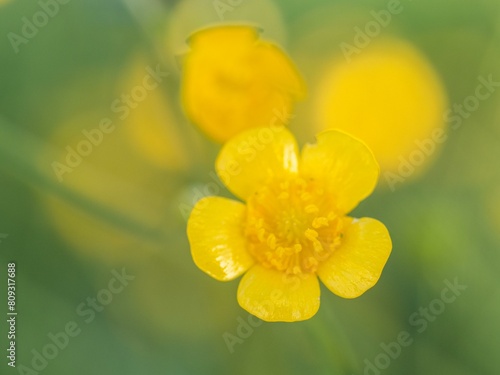 Tall buttercup (Ranunculus acris), buttercup, common buttercup, Riegersburg, Styria, Austria, Europe photo