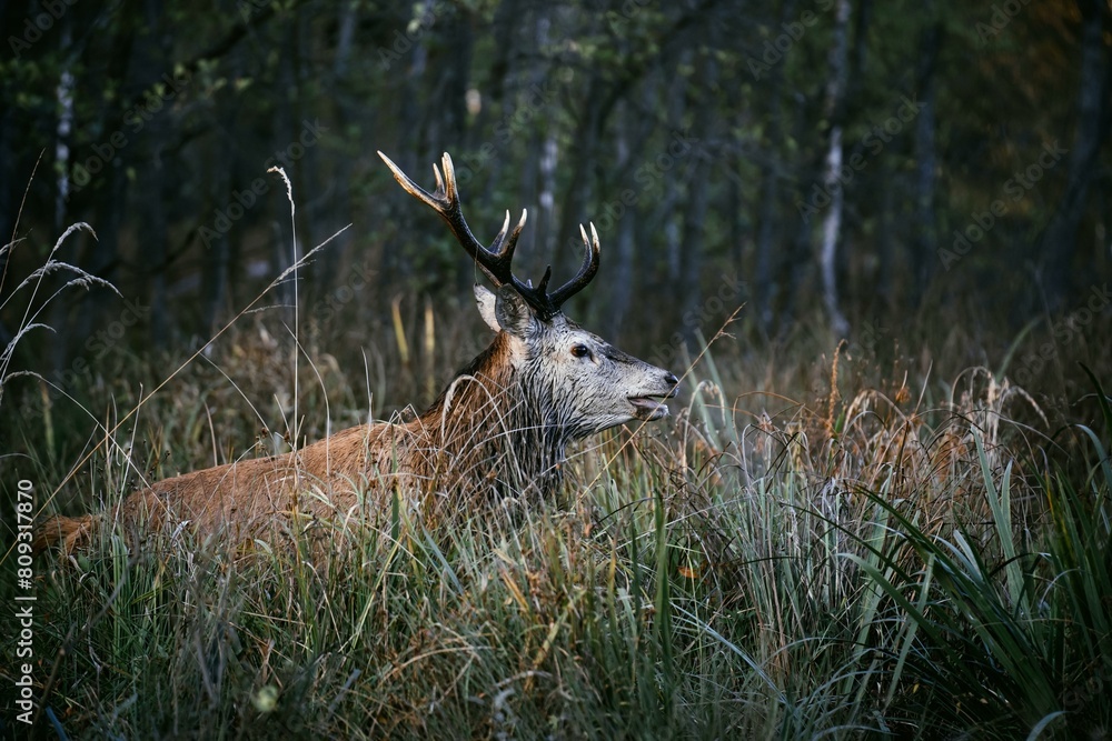 Red deer (Cervus elaphus) in the tall grass. Subcarpathian. Poland Red deer (Cervus elaphus) in the tall grass. Subcarpathian. Poland